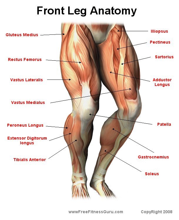 FreeFitnessGuru - Front Leg Anatomy